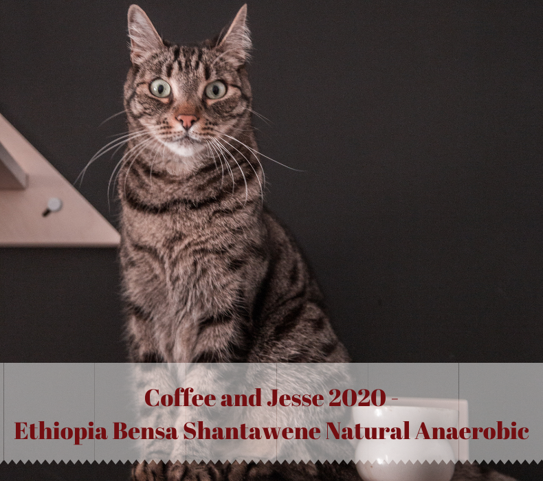 CoffeeAndJesse 2020 - Ethiopia Bensa Shantawene Anaerobic