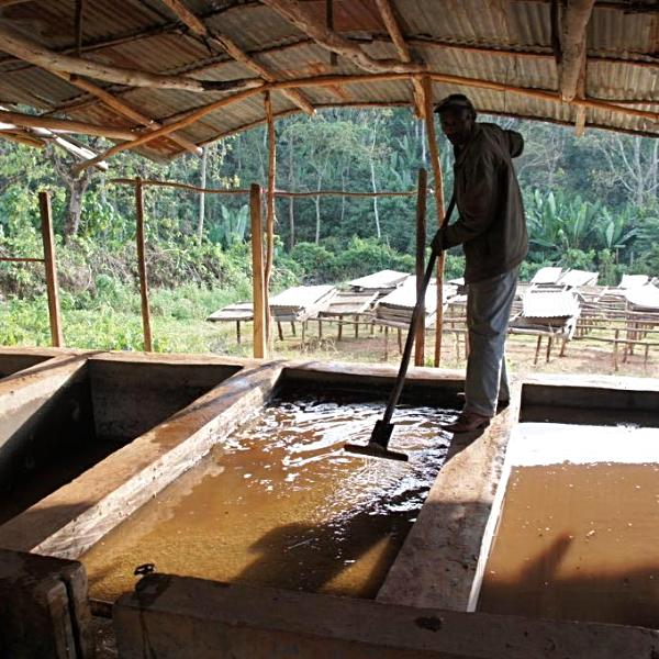 Mokanesa Bulga Fully Washed Lot #1, West Arsi